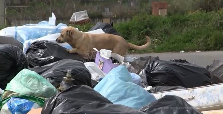 Vibo, scatta l’ordinanza contro l’abbandono di rifiuti ma gli incivili resistono (VIDEO)