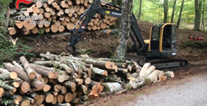 Nessun taglio abusivo del bosco, assolti a Vibo sei imputati di Fabrizia