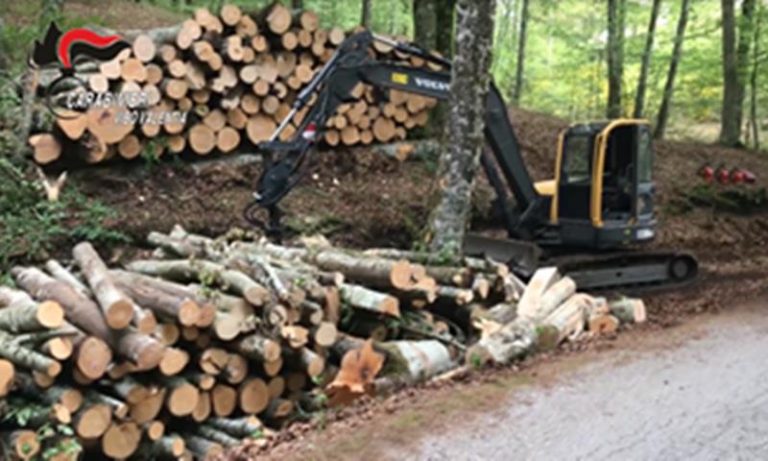 Nessun taglio abusivo del bosco, assolti a Vibo sei imputati di Fabrizia