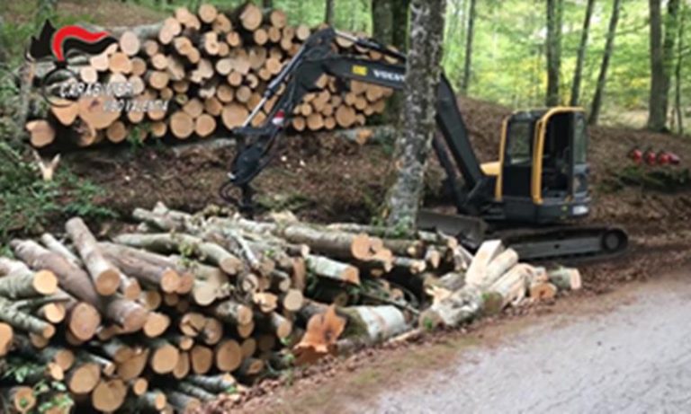 Taglio abusivo di 50 alberi di faggio nel Vibonese, sei denunce per furto (VIDEO)