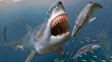 Pizzo, la balena di 7 milioni di anni fa forse uccisa da uno squalo preistorico (VIDEO)