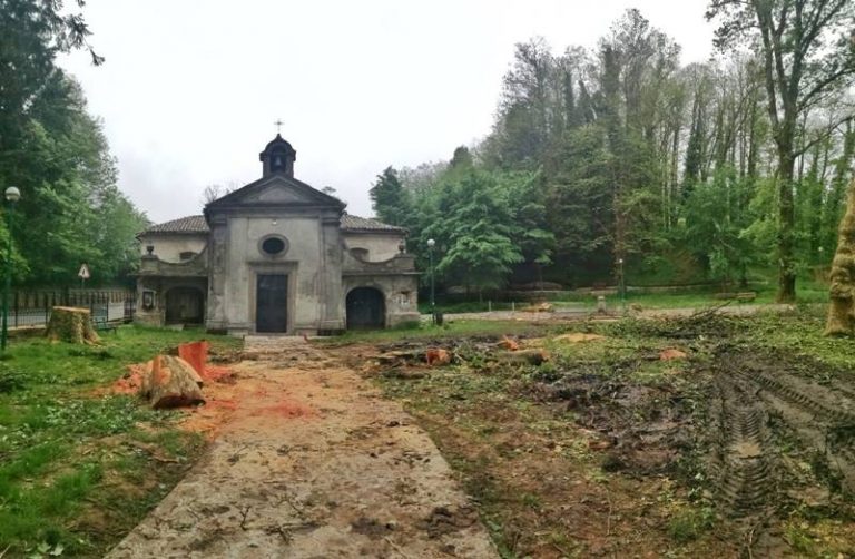 Serra San Bruno, il taglio dei platani di San Rocco scatena le polemiche