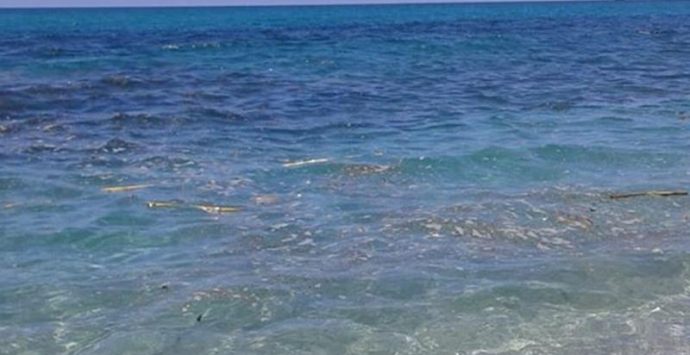 Capo Vaticano: spiaggia al Tono ancora da pulire e mare “off limits”