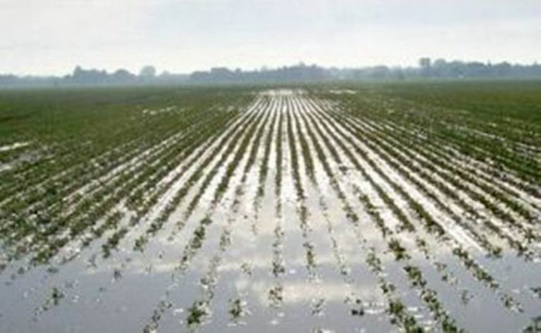 Maltempo, danni alle coltivazioni nella zona del Poro