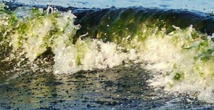 Nessuna fioritura di alghe tossiche nel mare vibonese