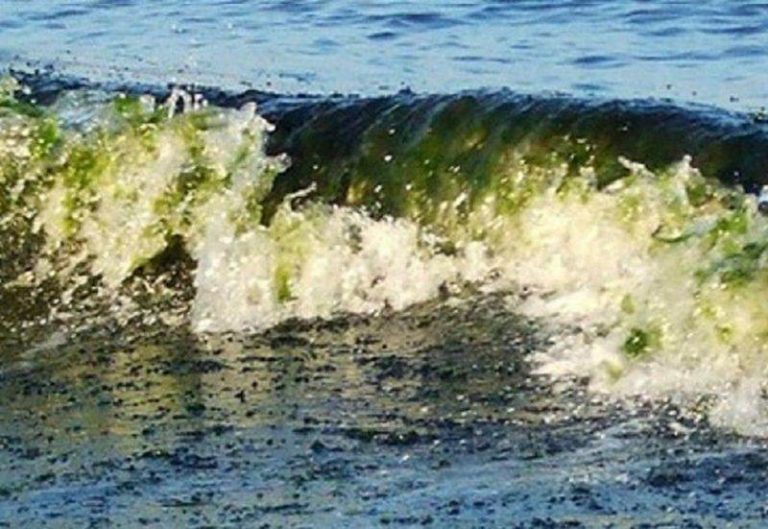 Nessuna fioritura di alghe tossiche nel mare vibonese