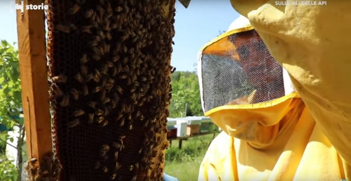 Molla lavoro e stipendio per tornare a Mongiana “sulle ali delle api” (VIDEO)