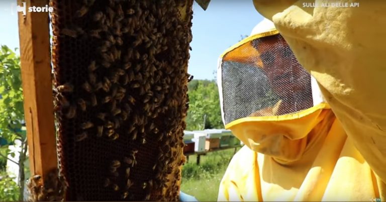 Molla lavoro e stipendio per tornare a Mongiana “sulle ali delle api” (VIDEO)