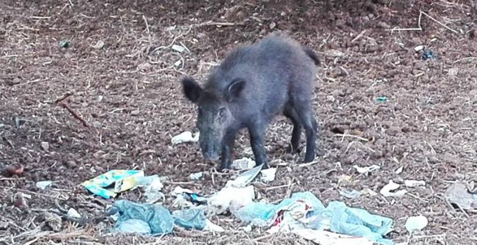 Cinghiali a Pizzo, Paolillo: «Animali attratti dai rifiuti. Prima dell’abbattimento serve civiltà»