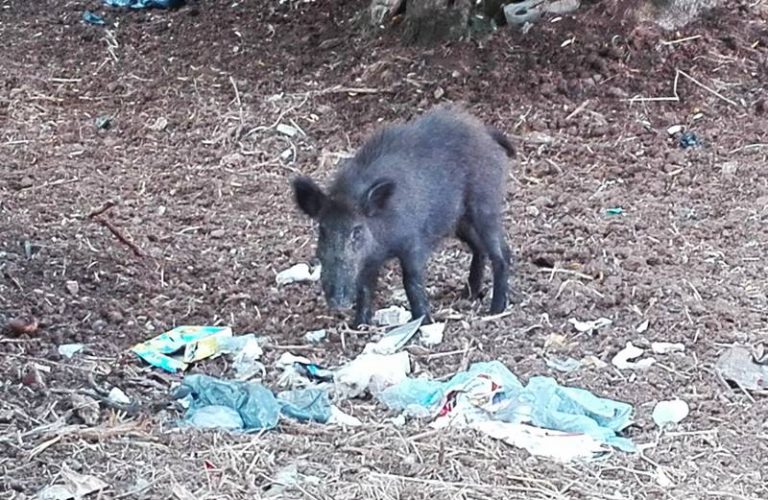 Cinghiali a Pizzo, Paolillo: «Animali attratti dai rifiuti. Prima dell’abbattimento serve civiltà»