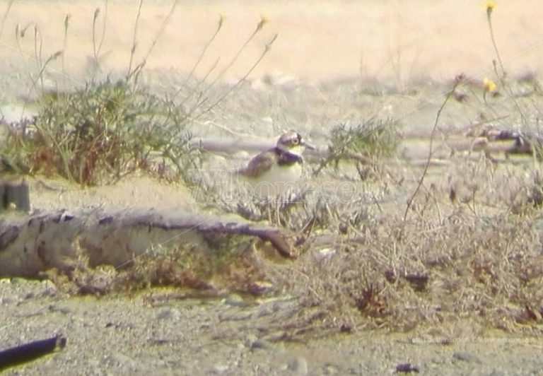 Specie rara nidifica tra le Dune dell’Angitola, si schiudono le uova del Corriere piccolo