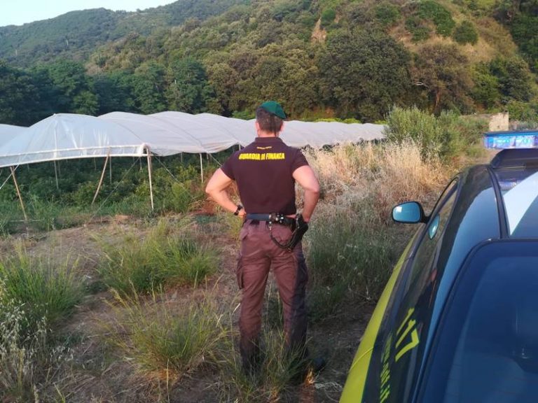 A Pizzo la “fabbrica della marijuana”: sequestrate 89mila piantine in 20 serre (FOTO/VIDEO)