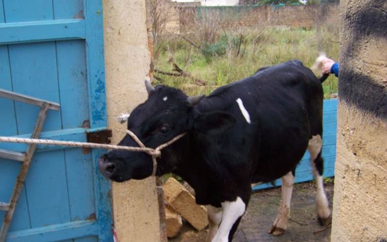 Sant’Onofrio, paura per un veterinario attaccato da un vitello