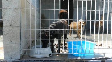 Vibo, ristrutturazione e ampliamento del canile comunale