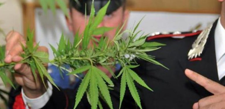 Piantine di marijuana a Pizzo, denunciato un 18enne