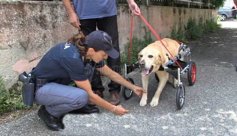 Da Treviso uno speciale carrellino per Dylan, il labrador malato che ha commosso l’Italia (VIDEO)