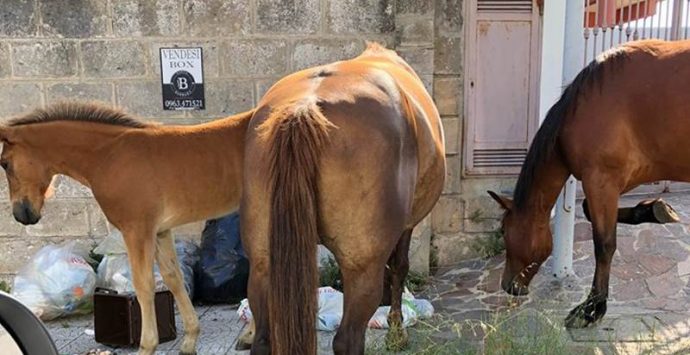 “Cartoline” da Vibo Valentia: cavalli in strada a rovistare fra i rifiuti