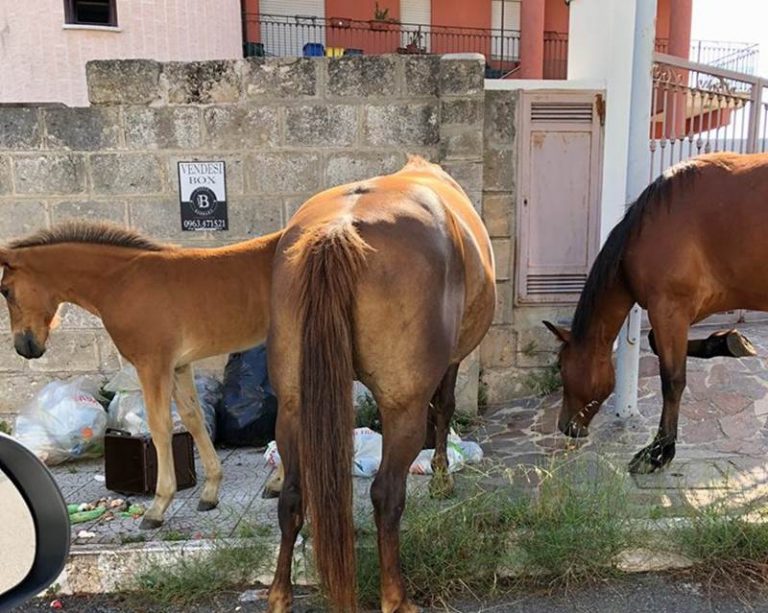 “Cartoline” da Vibo Valentia: cavalli in strada a rovistare fra i rifiuti