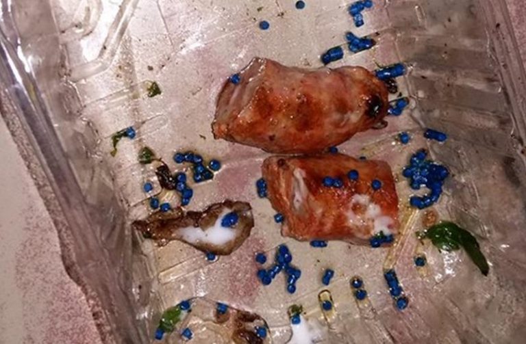 Bocconi avvelenati per i cani trovati a Santa Domenica di Ricadi