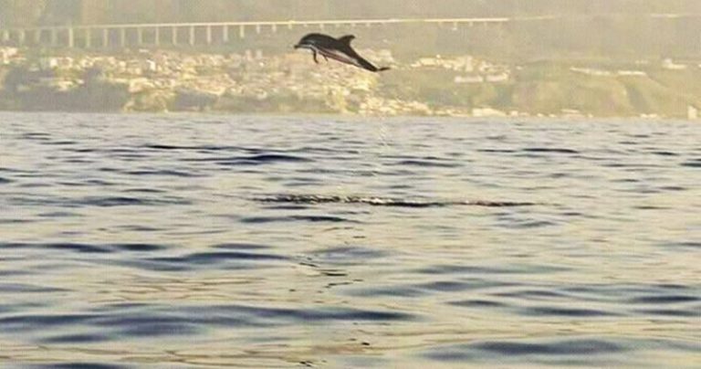 Giochi e salti tra le onde, i delfini danno spettacolo a Pizzo