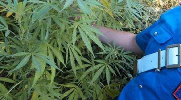 Maxi coltivazioni di marijuana scoperte a Joppolo, oltre 1.900 piante