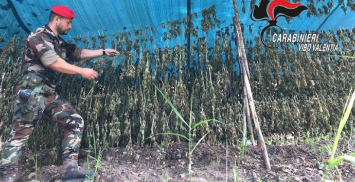 Il Vibonese “Giamaica d’Italia”: oltre 32mila piante di marijuana sequestrate in un anno (VIDEO)