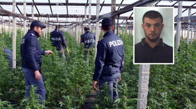 Narcotraffico: sei condanne in Cassazione per l’operazione “Giardini segreti”
