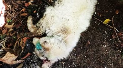 Primula, morta la cucciola bastonata e gettata tra i rifiuti a Serra San Bruno