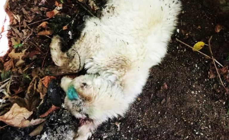Primula, morta la cucciola bastonata e gettata tra i rifiuti a Serra San Bruno