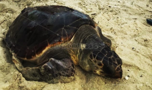 Pizzo, tartaruga ferita da un amo salvata dai bagnanti a Colamaio (VIDEO)