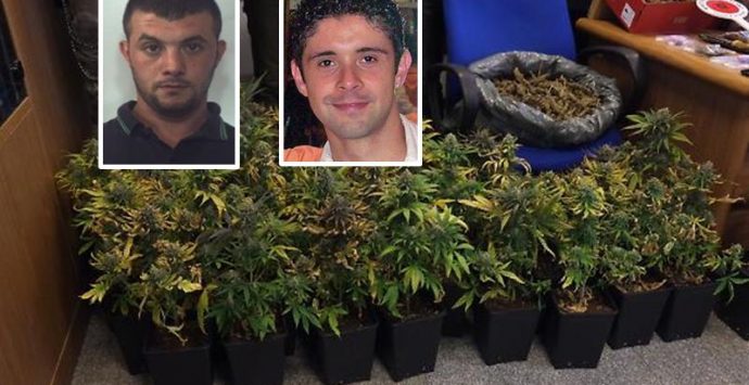 Narcotraffico: l’inchiesta “Giardini segreti” si divide, atti pure a Vibo
