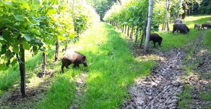 Emergenza cinghiali nel Vibonese: danni agli agricoltori incalcolabili