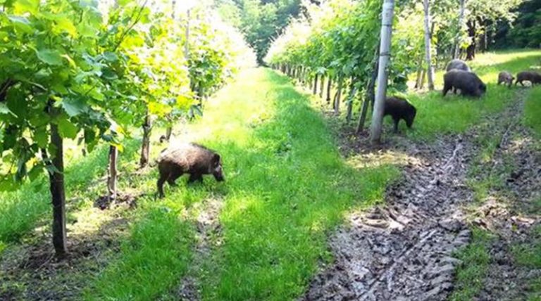 Emergenza cinghiali nel Vibonese: danni agli agricoltori incalcolabili