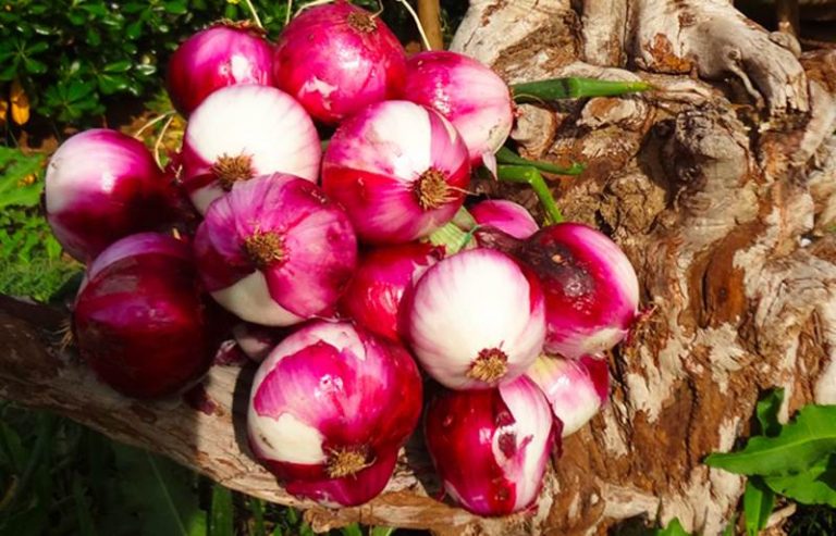 La cipolla rossa di Tropea in dieci anni moltiplica la produzione con numeri da record