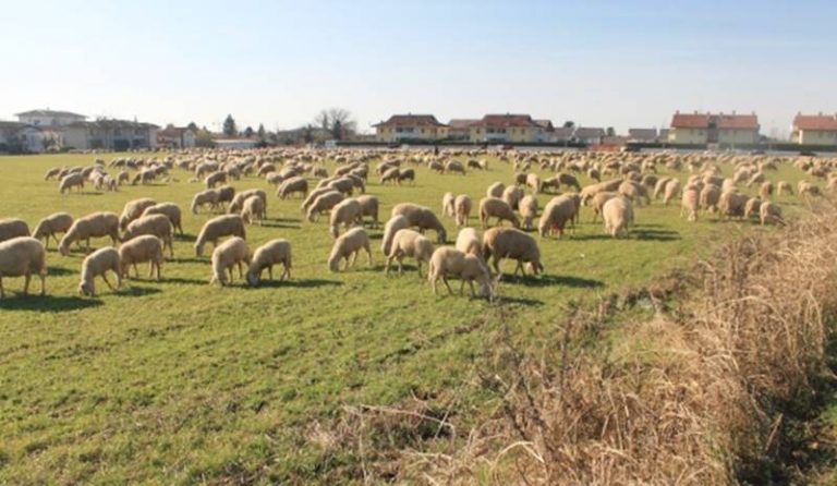 Pascolo abusivo in terreno privato, denunciati due pastori a Maierato