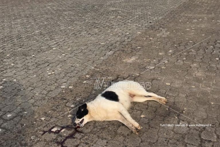 Ancora un cane avvelenato a Mileto, continua la strage