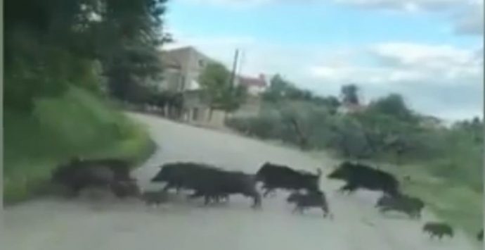 Emergenza cinghiali nel Vibonese, maxi-branco attraversa la strada (VIDEO)