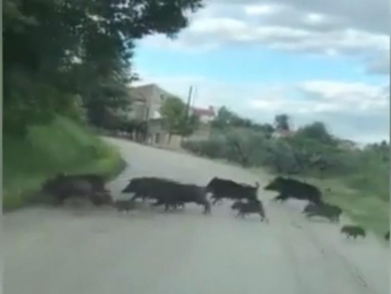 Emergenza cinghiali nel Vibonese, maxi-branco attraversa la strada (VIDEO)