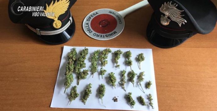 Infiorescenze di marijuana nascoste in una stalla, tre denunce a San Nicola da Crissa