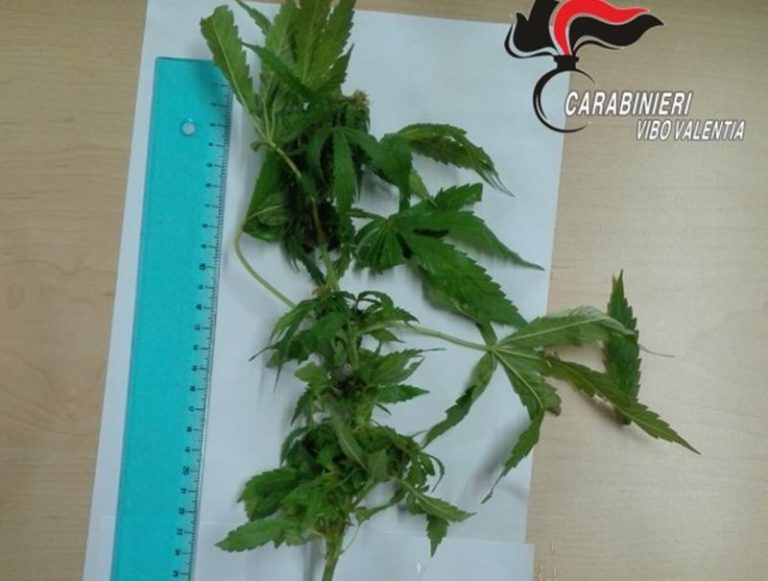 Marijuana in casa dentro un vaso a Mongiana, scoperta dei carabinieri