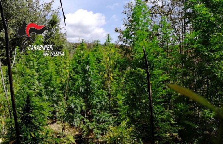 Marijuana: 420 piante scoperte dai carabinieri a Fabrizia
