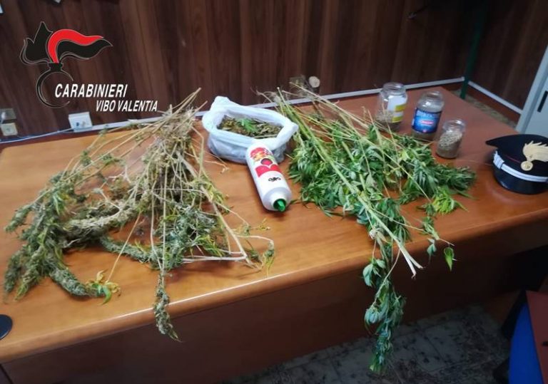 Coltivava marijuana nell’orto dietro casa, arrestato 57enne vibonese