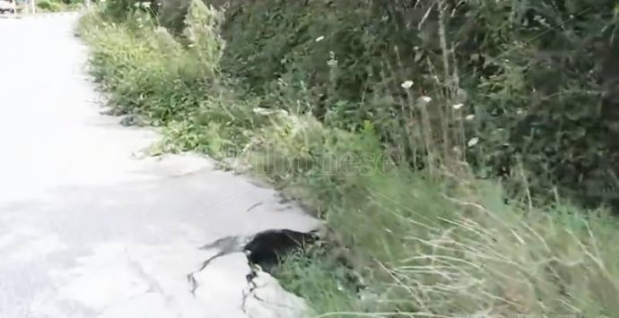 Piscopio, la frazione è abbandonata e le strade diventano una trappola (VIDEO)