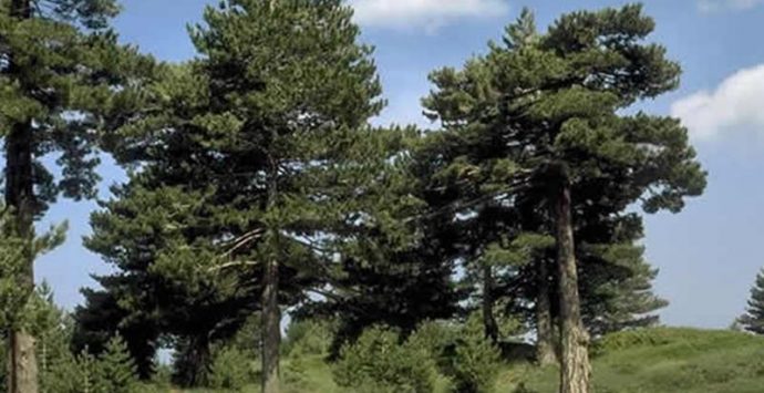 Asta per gli 861 pini larici di Mongiana, interviene l’Ordine degli agronomi e forestali