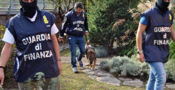 Narcotraffico dal Vibonese: in 26 colpevoli in Cassazione per l’operazione Stammer