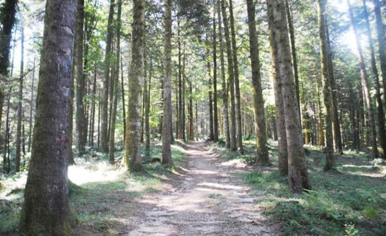 Serra, promossa dalla Pro Loco una passeggiata nella natura lungo il lago Lacina