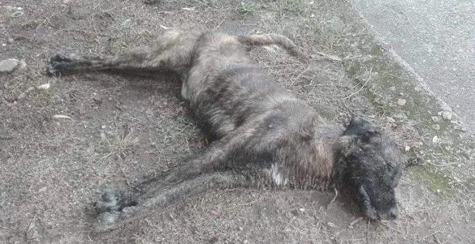 Cane avvelenato a Zambrone, sdegno e incredulità