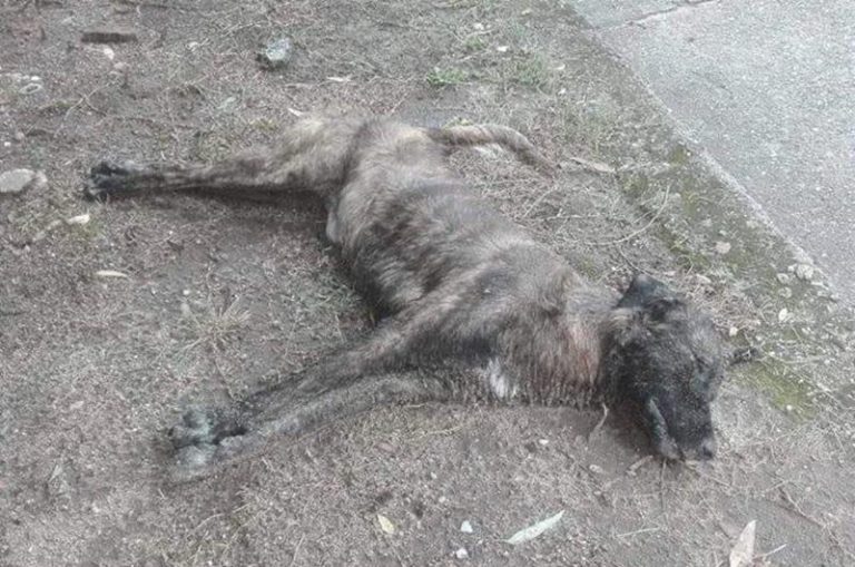 Cane avvelenato a Zambrone, sdegno e incredulità