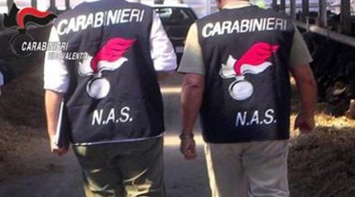 Serra, controlli nell’ambito della Festa del fungo: denunce e sequestri dell’Arma