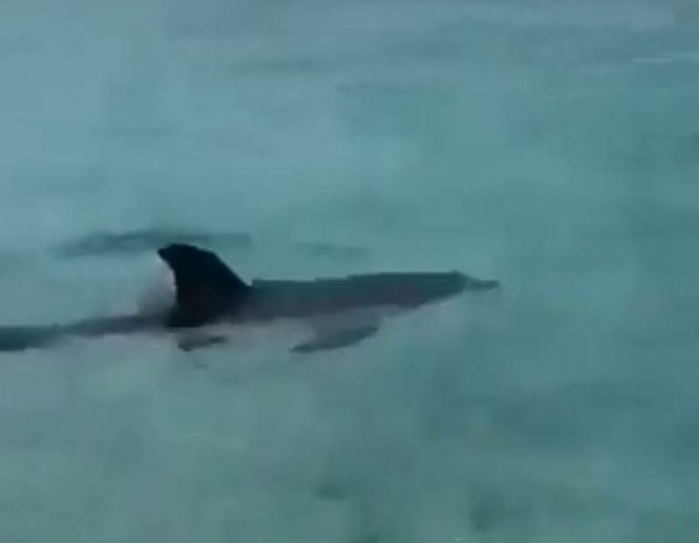 Capo Vaticano, cucciolo di delfino a pochi metri dalla riva – Video